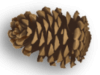 Captcha image 2937