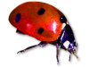 Captcha image 9698