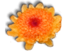 Captcha image 9934